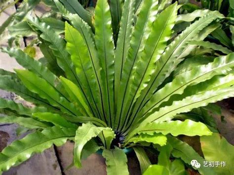 蕨 類 植物 代表 品種|三十二種蕨類植物介紹賞析